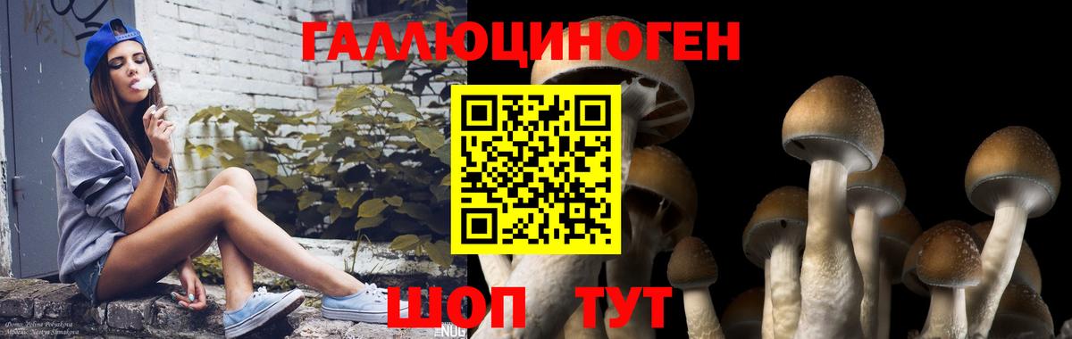 Псилоцибиновые грибы Psilocybine cubensis Белорецк